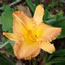 Hemerocallis Apricot Symphony